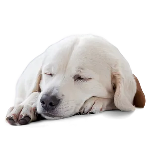 Cozy Sleeping Dog Png Bjy65 PNG image