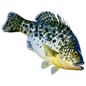 Crappie Fishing Secrets Png 05212024 PNG image