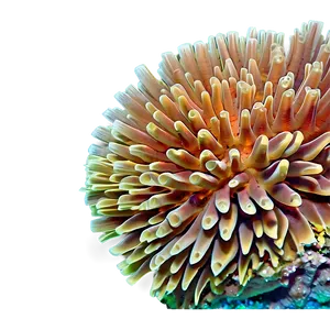 Crater Coral Reef Undersea PNG 26 PNG