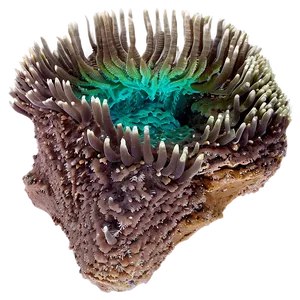 Crater Coral Reef Undersea PNG Bcq44 PNG