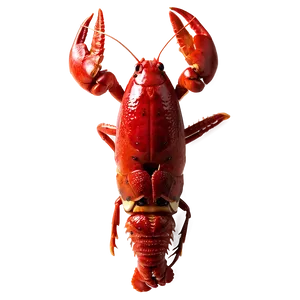 Crawfish D