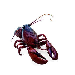 Crawfish Illustration PNG 06122024