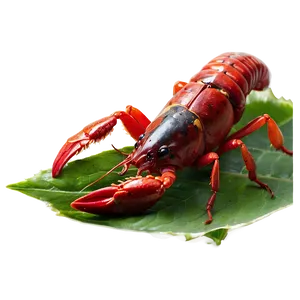 Crawfish In Natural Habitat PNG Ocr79