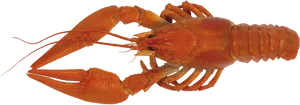 Crayfish Single Specimen Isolated PNG image