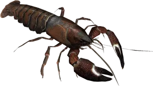 Crayfish Specimen Isolated PNG image