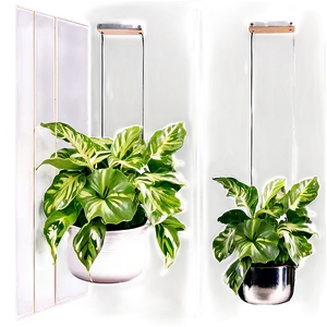 Creating A Pothos Living Wall PNG 40 PNG