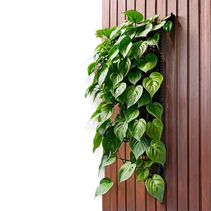 Creating A Pothos Living Wall PNG 9