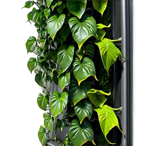 Creating A Pothos Living Wall PNG Yku