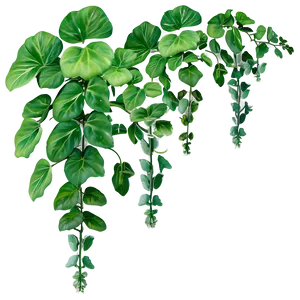 Creeping Ground Vine Png 76 PNG image