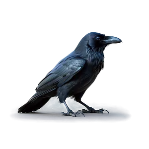 Creepy Raven In Fog PNG Lug27