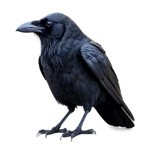 Creepy Raven PNG Had66