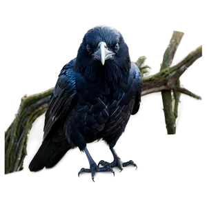 Creepy Raven PNG Xtf81