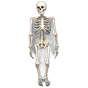 Creepy Skeleton PNG Ity86