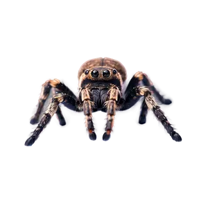 Creepy Tarantula Close-up Png 71 PNG image