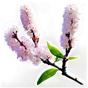 Crepe Myrtle A PNG image