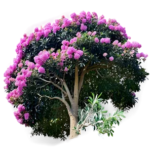 Crepe Myrtle Canopy View Png 50 PNG image