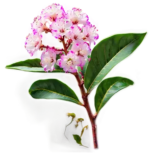 Crepe Myrtle Floral Design Png 84 PNG image