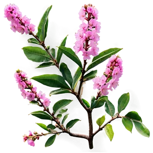 Crepe Myrtle Floral Design Png Dlj88 PNG image