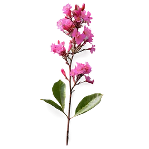 Crepe Myrtle Floral Design Png Lfq87 PNG image