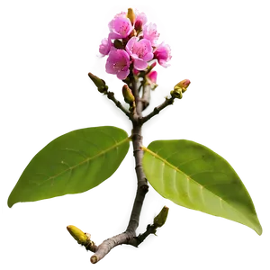 Crepe Myrtle Flower Bud Png Hfx65 PNG image