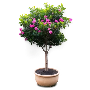 Crepe Myrtle Landscape Design PNG 06282024