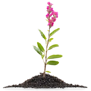 Crepe Myrtle Seedling Png 06282024 PNG image