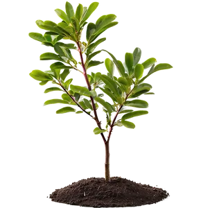 Crepe Myrtle Seedling Png 16 PNG image