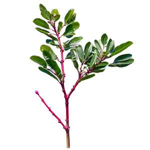 Crepe Myrtle Seedling Png 62 PNG image