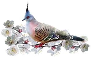 Crested Pigeonon Flowering Branch