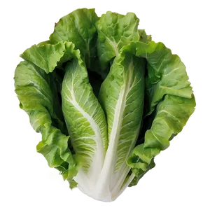 Crinkly Lettuce Png 05242024 PNG image