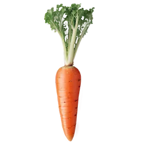 Crisp Carrot PNG Jsl
