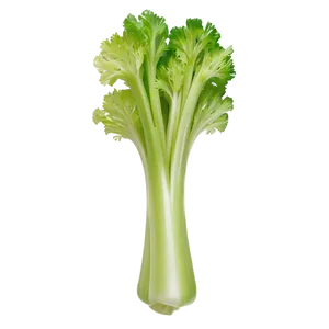 Crisp Celery Bunch PNG 06252024 PNG
