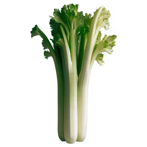 Crisp Celery Bunch PNG 19 PNG