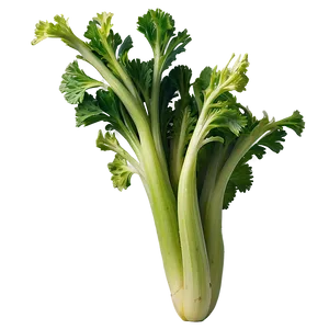 Crisp Celery Bunch PNG Cul70 PNG