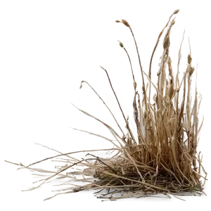 Crisp Dead Grass Png 06282024 PNG image