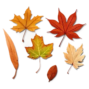 Crisp Fallen Leaves Texture Png 51 PNG image