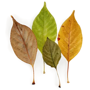 Crisp Fallen Leaves Texture Png Xyf24 PNG image