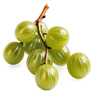 Crisp Gooseberry PNG 05232024