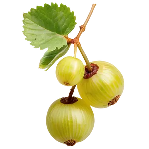 Crisp Gooseberry PNG 37