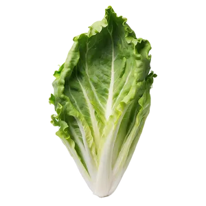 Crisp Lettuce Leaf Png 34 PNG image