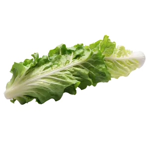 Crisp Lettuce Leaf Png 70 PNG image