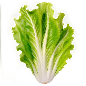 Crisp Lettuce Leaf Png 81 PNG image