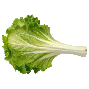 Crisp Lettuce Leaf Png Qjs15 PNG image