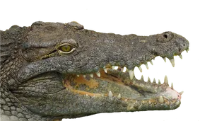 Crocodile Close Up Portrait PNG image
