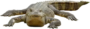 Crocodile_ Closeup_ P N G PNG