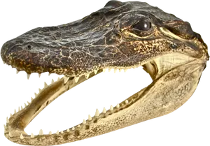 Crocodile Head Profile PNG