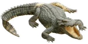 Crocodile_ Open_ Mouth PNG