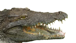 Crocodile Profilewith Open Jaw PNG image