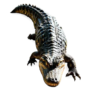 Crocodile Tail PNG 29 PNG