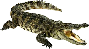Crocodile_ Top_ View_ P N G PNG